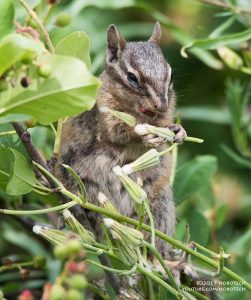 Squirrel Munch